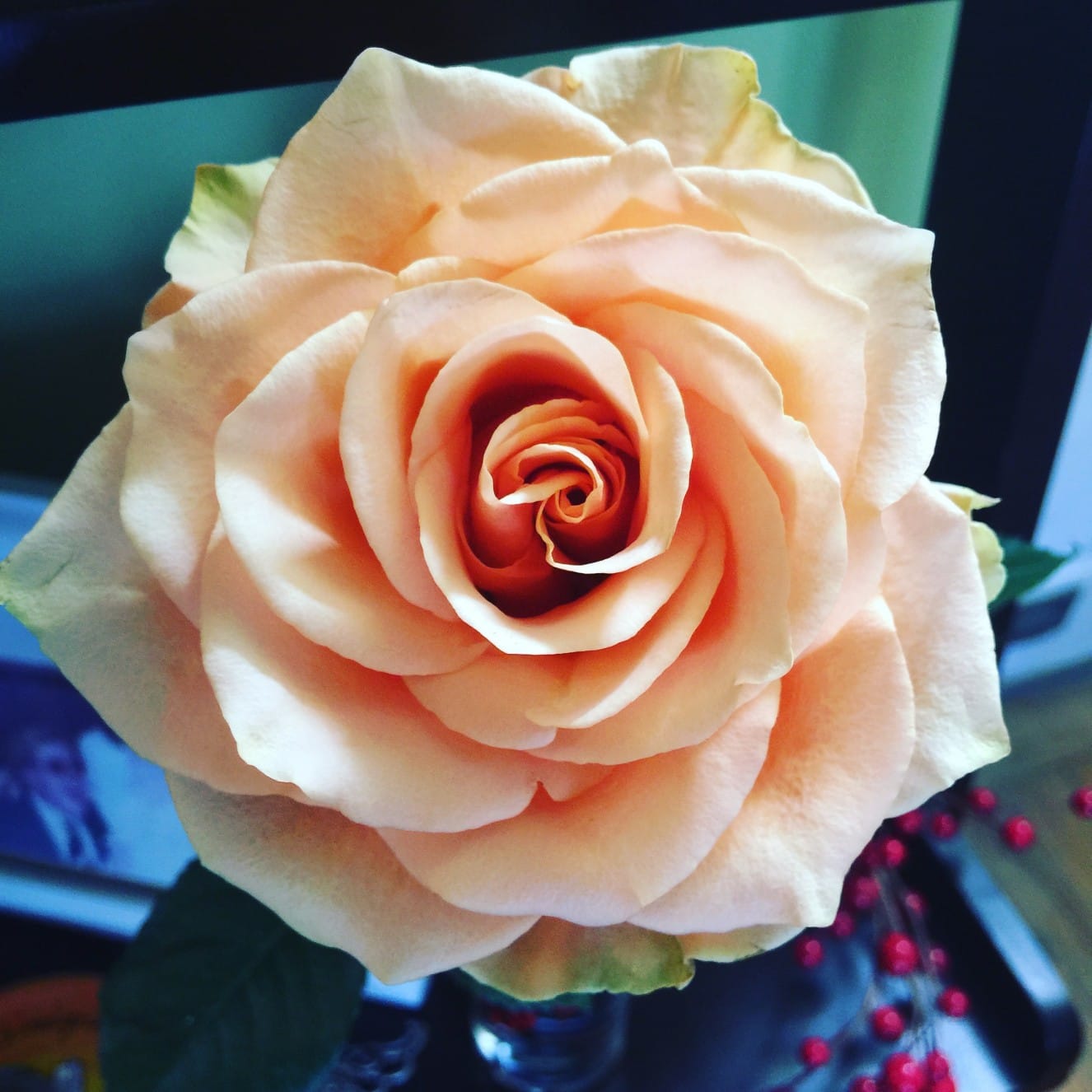 Peach Rose Photo